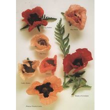Blue Moon Princess Victoria Louise Poppy Poppies Postcard