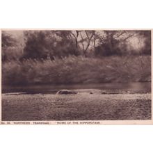 South Africa Hippopotamus Transvaal Old Postcard