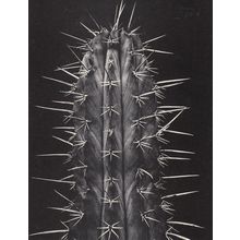 Eugenia Rendon De Olazabal Giant Cactus Award Winning Photo Postcard