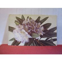 RHODODENDRON FLOWERS used antique German postcard 1915 pm =