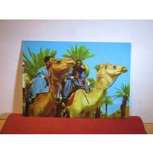 A CAMEL AND THE BLUE MEN, MOROCCO, MAROC used postcard =
