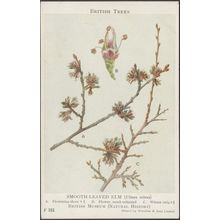 Smooth-Leaved Elm, Ulmus Nitens, c.1910s - British Museum Postcard
