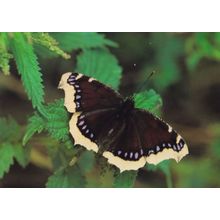 Camberwell Beauty Fairbourne Welsh Butterfly Zoo Safari Park Postcard