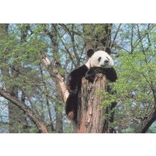 Smug Panda on Watchout Beautiful Postcard