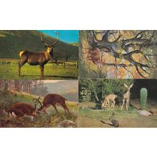 Red Wild Scottish Deer Jackrabbit 4x Postcard s