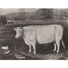 Shorthorn Heifer Cow Painting For Queen Victoria Postcard