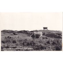 Highland Cattle at Flodigarry Isle Of Skye Postcard