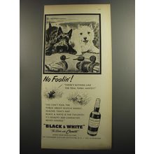 1952 Black & White Scotch Ad - No Foolin!
