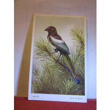 MAGPIE by D. M. Henry unused vintage postcard bird series #