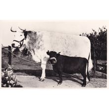 Farmers Own Cattle Longhorn Cow Big Bill Campbell RPC Postcard