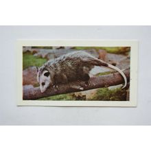 1958 Horniman's Tea card Wild animals No. 2 Opossum