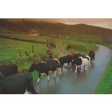 Cattle at Cumeenoole Strand Slea Head Dingle Irish Postcard