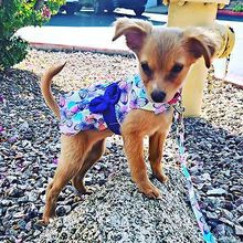 Purple Butterfly Dog Dress with Matching Leash Large