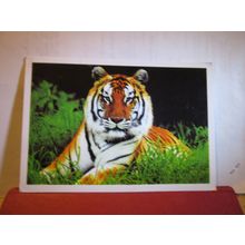 A GORGEOUS TIGER, KERALA, INDIA large used postcard 2009? pm =