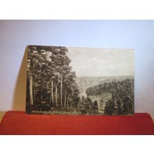 PINE WOODS, HOLMBURY ST. MARY, Surrey. used vintage postcard by H T Bullen =