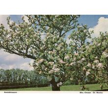 Appleblossom At Warley Essex Postcard