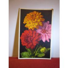 DAHLIA, flowers Swiss unused postcard =