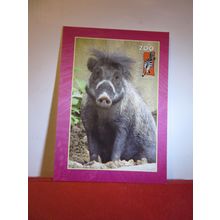 VISAYAN WARTY PIG, NEWQUAY ZOO, CORNWALL. unused postcard =
