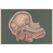 Cross Section Of Upper Respiratory Tract Morbid Postcard