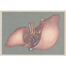 Liver Showing A Cross Section Of Blood Supply Morbid Postcard