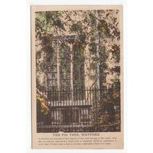 The Fig Tree Watford Postcard Hertfordshire G W Loosley