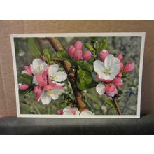 APPLE TREE BLOSSOM flowers unused vintage postcard #