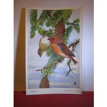 CROSSBILL by Winifred Austen unused postcard by Valentine art bird series #