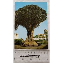 1970s postcard Tenerife, Thousand Year Old Tree in Icod de Los Vinos
