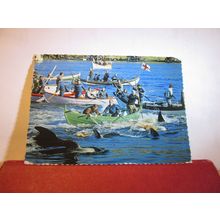 WHALE HUNTING, FAROE ISLANDS, NORTH ATLANTIC used postcard dated 1977 . =