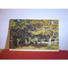THE RUFUS STONE, NEW FOREST, HAMPSHIRE used postcard by Dennis 1981 postmark =