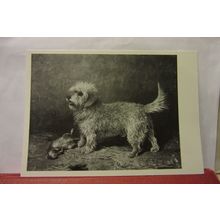 CALLUM, a ratting dog, by JOHN EMMS unused postcard National Gallery Scotland /