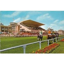 Ostende Wellington Horse Racing Race Course Belgium Horse Postcard