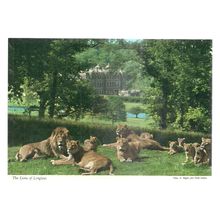 THE LIONS OF LONGLEAT, Warminster, WILTSHIRE. unused postcard =