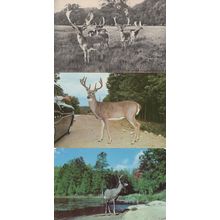 Algonquin Park Ontario Canada Deer 3x Rare Postcard