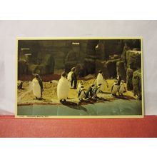PENGUINS, BRISTOL ZOO, BRISTOL unused postcard by Harvey Barton in 1960 =