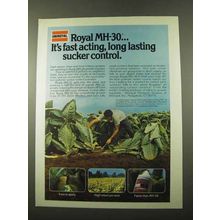 1975 Uniroyal Royal MH-30 Ad - Fast Sucker Control