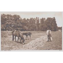 New Forest Ponies New Forest Hampshire Postcard (QHAM197)