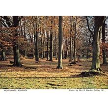 Woodlands Wood Forest Ashridge Hertfordshire Womens Institute Postcard