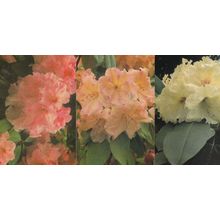Rhododendron Flowers at Exbury Gardens 3x Stunning Postcard s