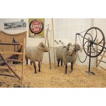 Norfolk Horn Sheep Farming Equipment Museum Postcard