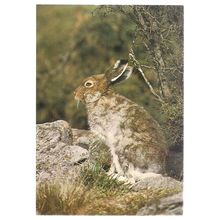 BLUE or MOUNTAIN HARE.. a COLLECTACARD postcard by J.Arthur Dixon KWA/23222 =