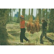 Tunis Children Fruit Transport Labourers Crafts Postcard