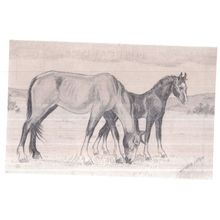 NEW FOREST PONIES, by Victoria Leigh unused vintage postcard repro picture..