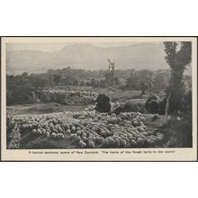 A Typical Pastoral Scene of New Zealand, c.1930 - Postcard