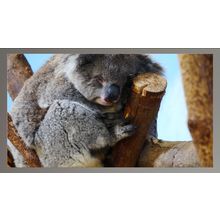 Koala Dreaming A4 Silver