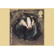 Badger Meles Meles Postcard