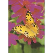 Precis Almana Peacock Fancy Butterfly Postcard