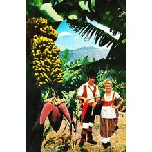 Tenerife Bananas Costume Fashion Traditional Ladies Photo Dress Postcard