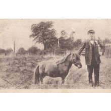 Pony Dick Guiness Book Of Records Smallest Ever Horse Animal Antique Postcard