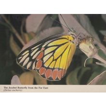 Jazabel Butterfly Asian Japan Stunning Rare New Forest Hampshire Photo Postcard